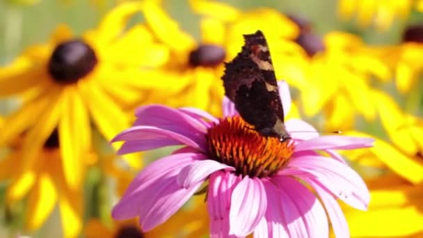 Pohled Kvetoucí Květinu Motýla Slunečného Dne — Stock video