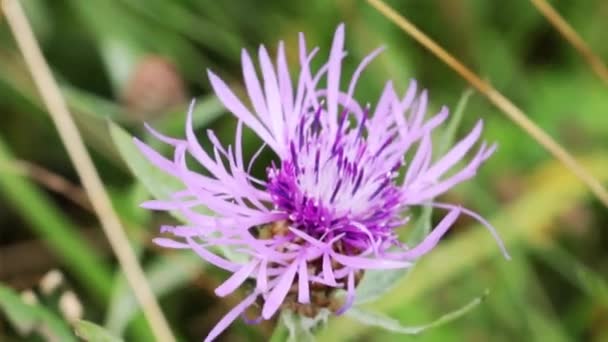 Kwiatuszki Kukurydziane Lub Paniki Jest Odmianą Centaurea — Wideo stockowe