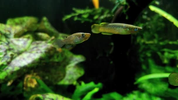 Pequeños Peces Pequeños Nadan Acuario — Vídeos de Stock