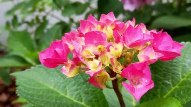 Yazın ya da baharda parkta güzel çiçek açan ortancalar.