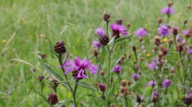 Vernonia, Astrov familyasından bir bitki cinsidir. Vernonia amigdalina diyabet, ateş ve baş ağrısı için kullanılır.