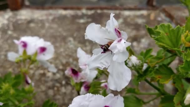 Widok Pszczoły Kwitnącym Kwiatem Ogrodzie Lub Parku — Wideo stockowe