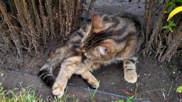 Μια Γάτα Κάθεται Στο Έδαφος Και Πλένεται Όμορφα Κατοικίδια — Αρχείο Βίντεο