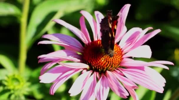 Motýl Sedí Kvetoucím Květu Zahradě Slunečného Dne — Stock video