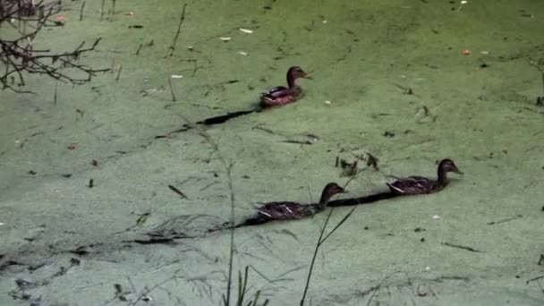 Patos Selvagens Nadam Corpo Água Água Verde — Vídeo de Stock