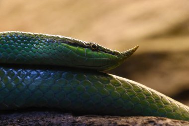 Parktaki yeşil burunlu yılana yakın çekim.
