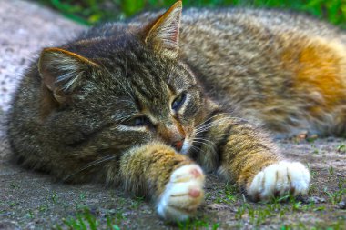Kedi gölgelerde yatıyor, gözleri biraz kapalıyken..