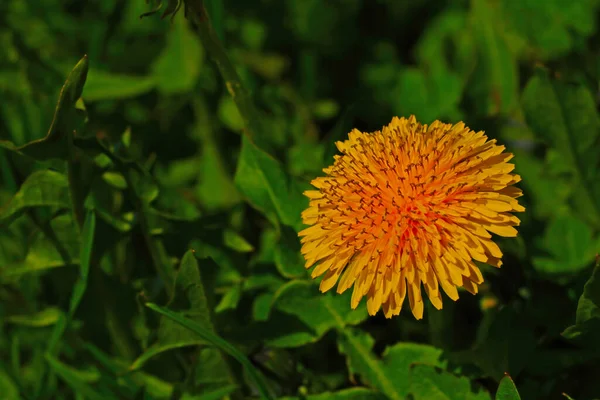 Flor Dente Leão Amarelo Grama Verde Botânica — Fotografia de Stock