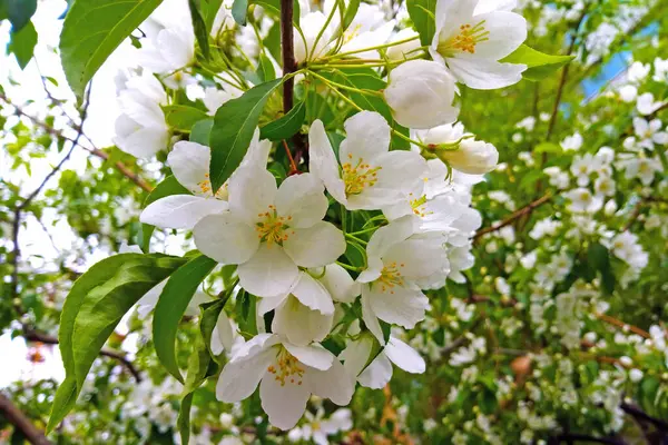 Una Rama Floreciente Joven Una Manzana Peral Jardín Primavera — Foto de Stock