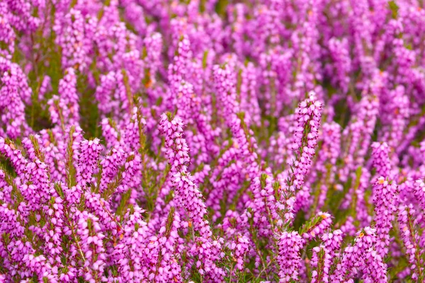 Schöne Staudenblumen Blühen Einem Sonnigen Sommertag Auf Der Wiese — Stockfoto