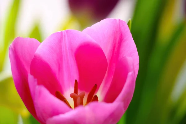 Gros plan des pétales roses d'une tulipe à fleurs dans le parc. — Photo