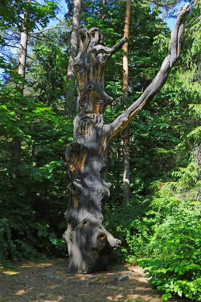 Ormandaki büyük yaşlı bir ağaç ya da güneşli bir günde park.. — Stok fotoğraf