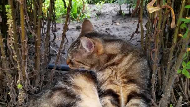 Primer Plano Gato Lavándose Parque — Vídeos de Stock