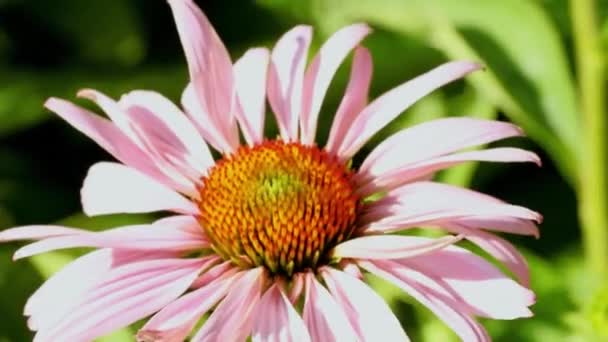 Rozmazané Pozadí Rozostřené Krásná Kvetoucí Květina Parku — Stock video