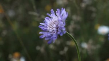 Küçük mor bir çiçek çayırda rüzgarda sallanıyor.