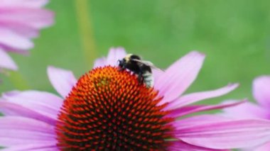 Parkta çiçek açan bir çiçeğin üzerindeki arıya yakın çekim