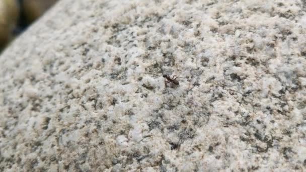 岩の上の大きなアリのクローズアップ — ストック動画