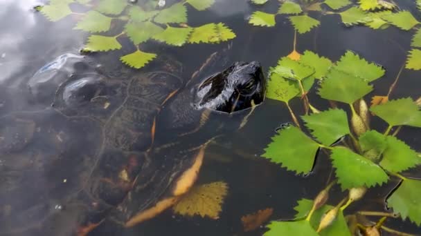 Primer plano de una tortuga flotante en un cuerpo de agua. — Vídeos de Stock