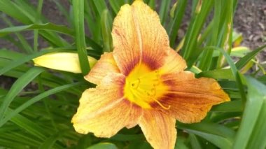 Parkta çiçek açan güzel turuncu zambak