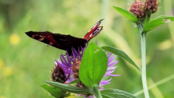 공원에 아름다운 나비가 — 비디오