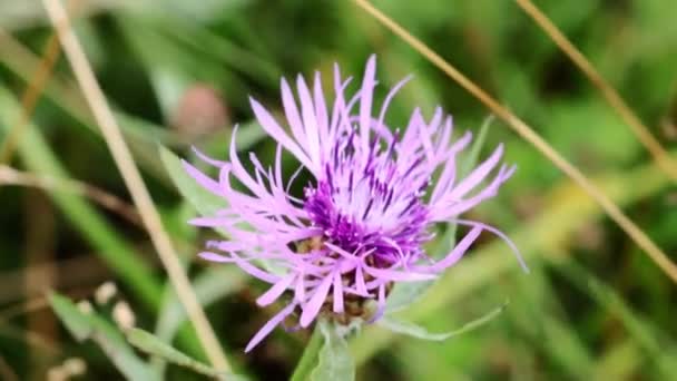 Spotted Blåklint Eller Panicle Blåklint Mängd Olika Centaurea — Stockvideo