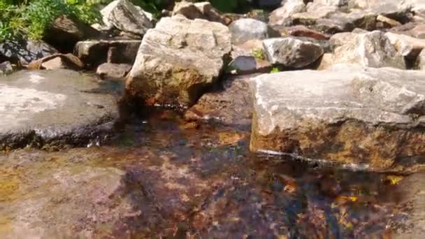 Las Piedras Del Bosque Fluye Pequeño Arroyo Agua Limpia — Vídeo de stock