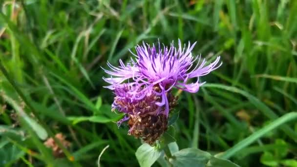 Beautiful Flowering Cornflower Park Spring Summer — Stock Video