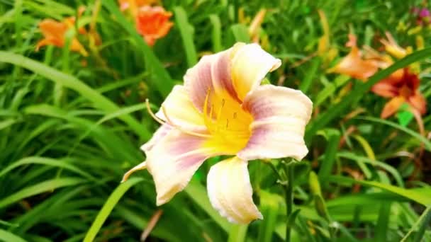 Utsikt Över Vacker Blommande Lilja Parken Sommaren — Stockvideo