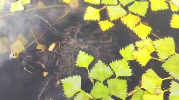 Draufsicht Einer Schwimmenden Schildkröte Wasser — Stockvideo