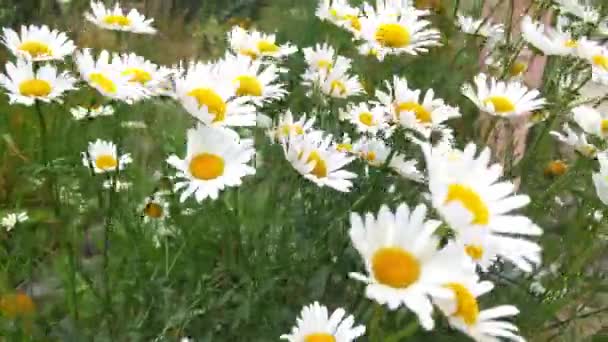 Blühende Gänseblümchen Auf Der Wiese Wird Der Medizin Verwendet — Stockvideo