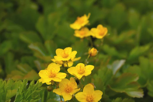 Fleråriga Blommande Gula Blommor Ängen Sommaren — Stockfoto