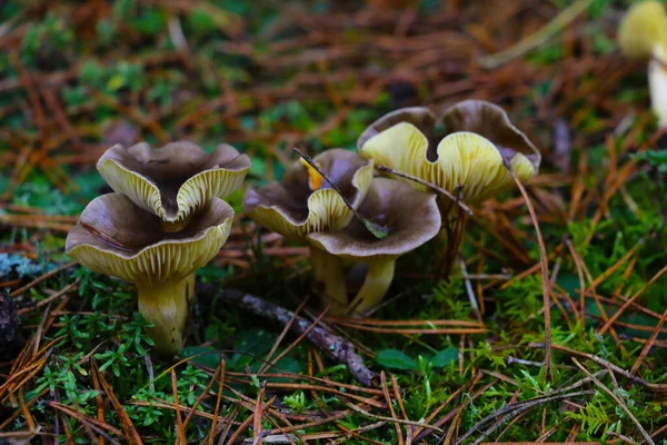 Paddenstoelen Groeien Herfst Weide Het Bos — Stockfoto