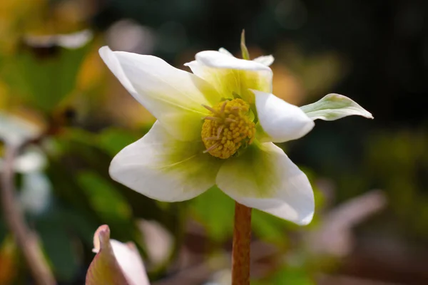 Aster Blanc Fleurit Dans Parc Automne — Photo