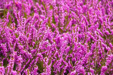 Bulanık arkaplan, parktaki ya da çayırdaki uzun ömürlü pembe çiçeklerin görüntüsü