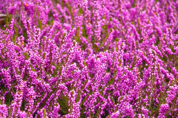 Verschwommener Hintergrund Blick Auf Mehrjährige Rosa Blumen Park Oder Auf — Stockfoto