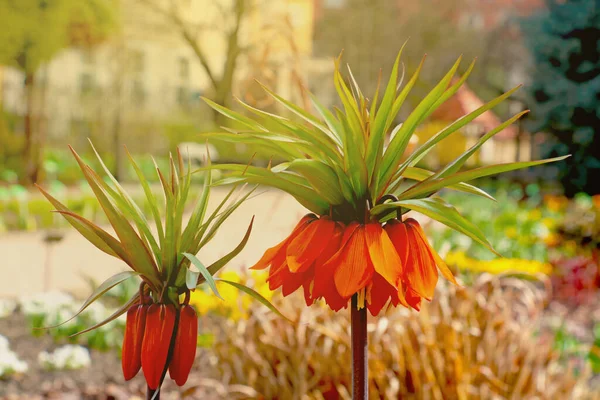Krásný Císařský Lískový Tetřev Květ Parku Slunečného Dne — Stock fotografie