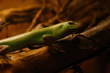 Ağaçtaki kesik bir kertenkeleye yakın çekim