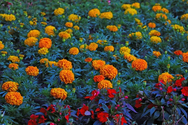 春または夏に公園内の開花マリーゴールド — ストック写真
