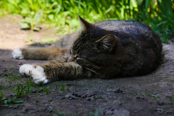 Chão Sombra Encontra Gato Dorme — Fotografia de Stock