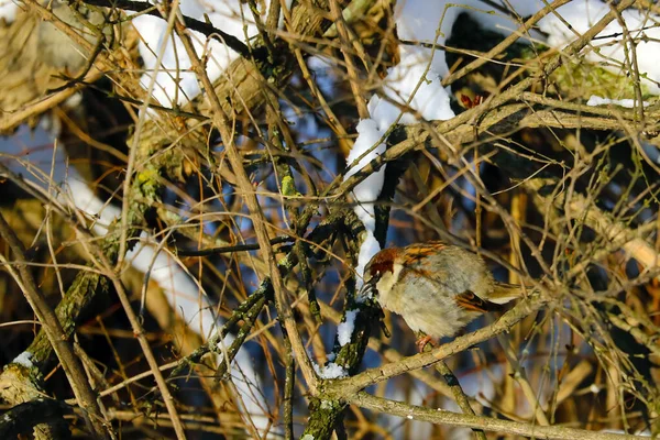 Gorrión Sienta Arbusto Día Soleado Invierno —  Fotos de Stock