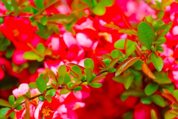 Sfondo Sfocato Fuori Fuoco Bella Fioritura Giovane Rosa Giardino Primavera — Foto Stock