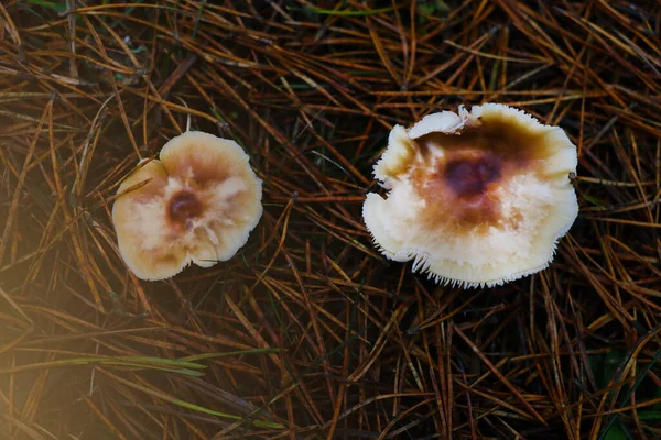 Clearing Forest Mushrooms Grow Yellow Needles Harvest Fall — Stock Photo, Image