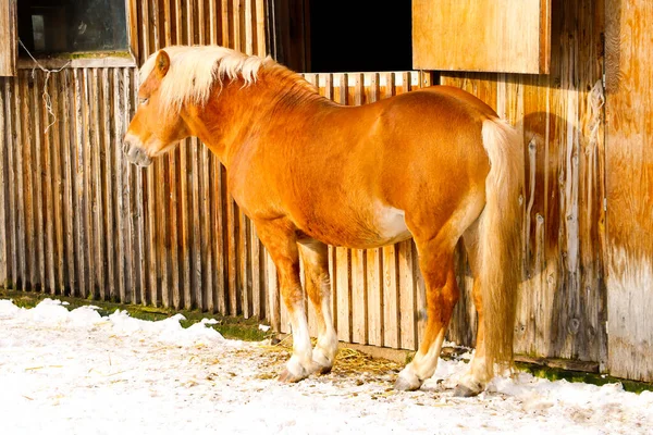 Piękny Koń Stoi Zewnątrz Zimny Słoneczny Zimowy Dzień — Zdjęcie stockowe