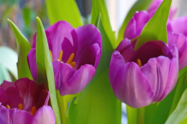 Bukiet Kwitnących Tulipanów Wazonie Pachnący Zapach Kwiatów — Zdjęcie stockowe