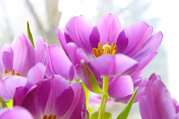 Bouquet Tulipes Fleuries Dans Vase Odeur Parfumée Des Fleurs Large — Photo