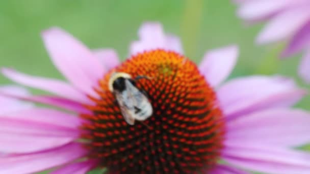 Fuera Foco Fondo Borroso Una Abeja Sienta Una Flor — Vídeos de Stock