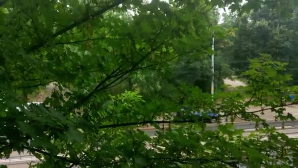 Oknem Pada Deszcz Zielone Drzewo — Wideo stockowe
