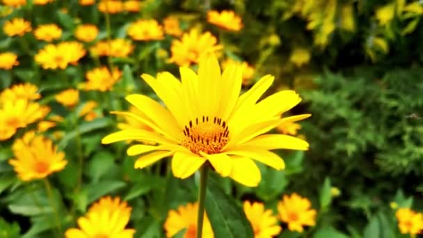 Όμορφα Κίτρινα Λουλούδια Μεγαλώνουν Στο Πάρκο Καλοκαίρι Και Την Άνοιξη — Αρχείο Βίντεο