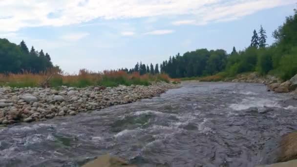 Ruidoso Río Montaña Fluye Cerca Del Bosque Agua Fría Limpia — Vídeos de Stock