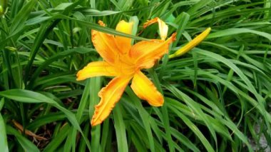 Parkta ya da bahçede çiçeklenen sarı zambağın yakın çekimi